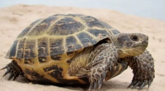 Ce animale trăiesc cel mai lung?